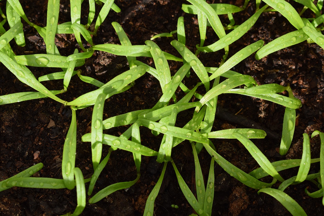 Best Tips for Growing Spinach in Your Garden